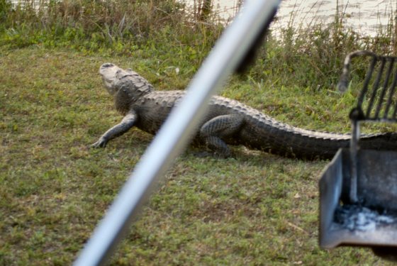 Big Cypress National Preserve