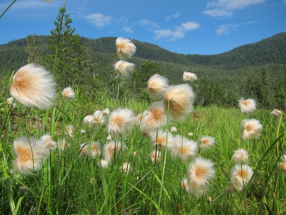 Tongass National Forest