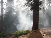 Sequoia National Park