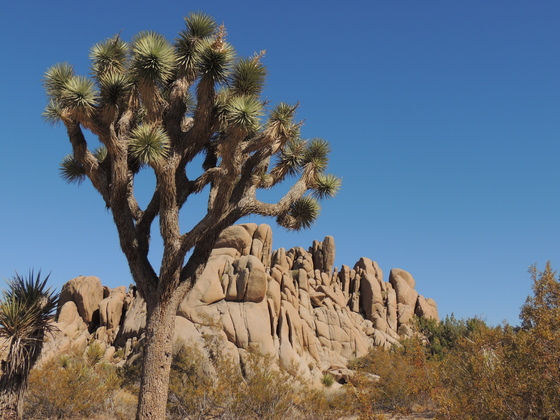 Joshua Tree National Park