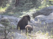 Sequoia