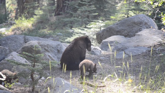 Sequoia