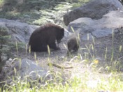 Sequoia