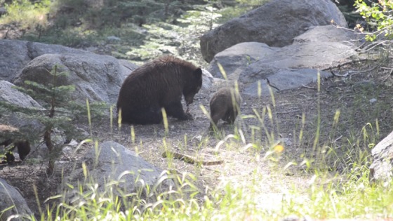 Sequoia
