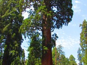 Sequoia National Park