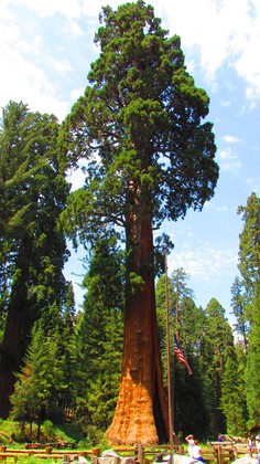 Sequoia National Park