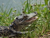 Everglades National Park