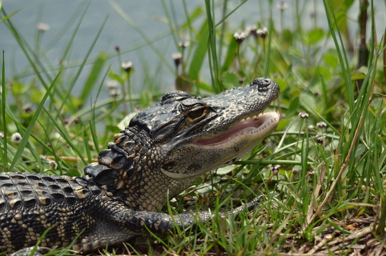 Everglades National Park