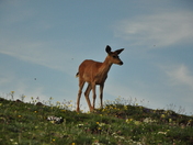 Olympic National Park