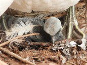 Northern gannet hatchling