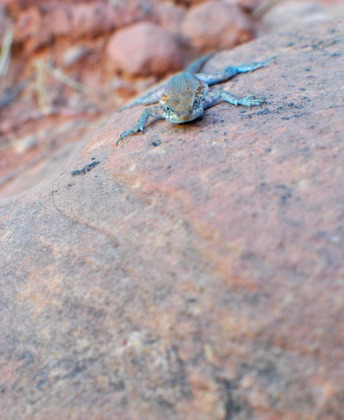 Zion National Park 