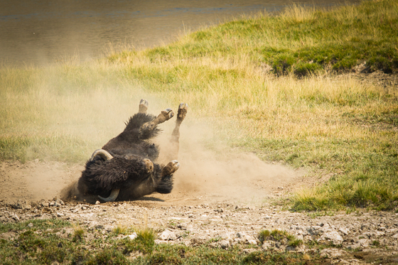 Yellowstone National Park