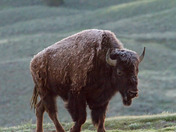 Yellowstone