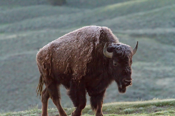Yellowstone
