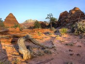 Zion NP