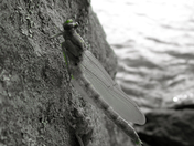 BWCA