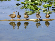 All My Ducks In A Row