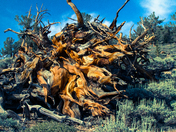 Ancient Bristlecone Pine Forest