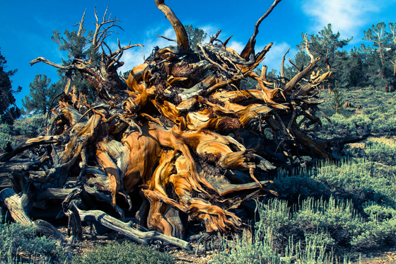 Ancient Bristlecone Pine Forest