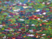 Great Swamp National Wildlife Refuge