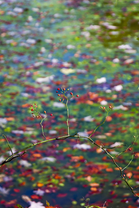 Great Swamp National Wildlife Refuge