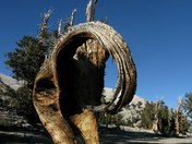 Bristlecone Preserve