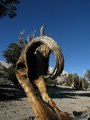 Bristlecone Preserve