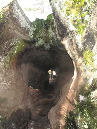 Sequoia National Park