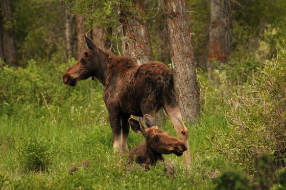 Grand Teton National Park