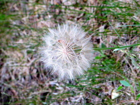 San Juan National Forest