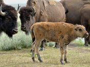 Grand Teton National Park