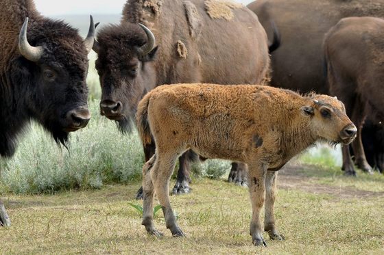 Grand Teton National Park