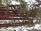 Muir Woods National Monument