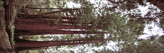 Muir Woods National Monument