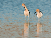 Sonny Bono Salton Sea National Wildlife Refuge