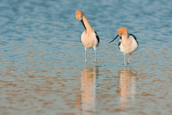 Sonny Bono Salton Sea National Wildlife Refuge