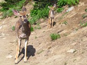 Mount Rainier National Park