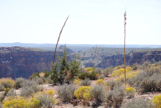 Grand Canyon National Park