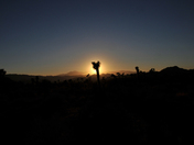 Joshua Tree National Park