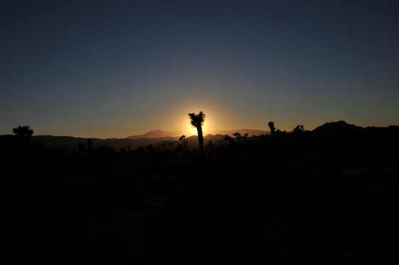 Joshua Tree National Park