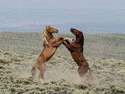 Bureau of Land Management