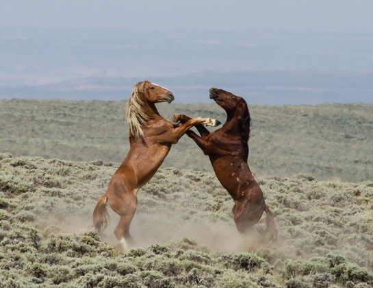Bureau of Land Management