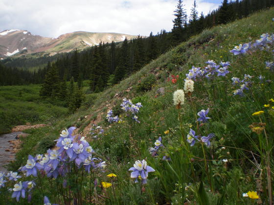 Arapaho National Forest