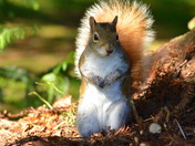 "Dancing" Squirrel 