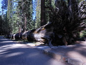 Mariposa Grove