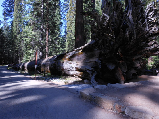 Mariposa Grove