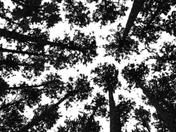 Chippewa National Forest