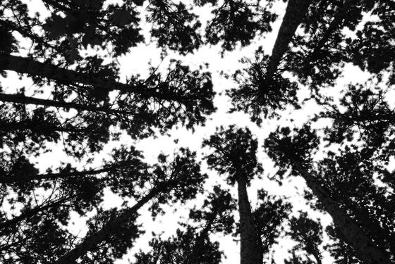 Chippewa National Forest