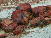 Petrified Forest  National Park