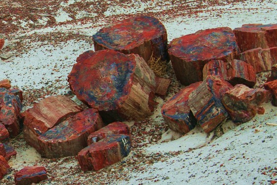 Petrified Forest  National Park